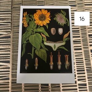 Single Postcard Art Print w/ Vintage Imagery - Botany - Sunflower 16